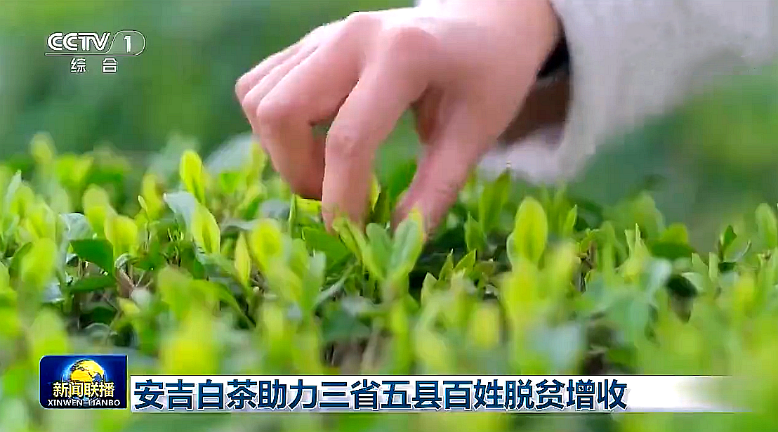 “白葉一號”工程再度受央視關(guān)注，浙茶集團攜手東西部，先富幫后富，共謀鄉村振興路